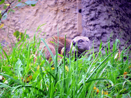 Yellow Mongoose at the Africa area at the Diergaarde Blijdorp zoo