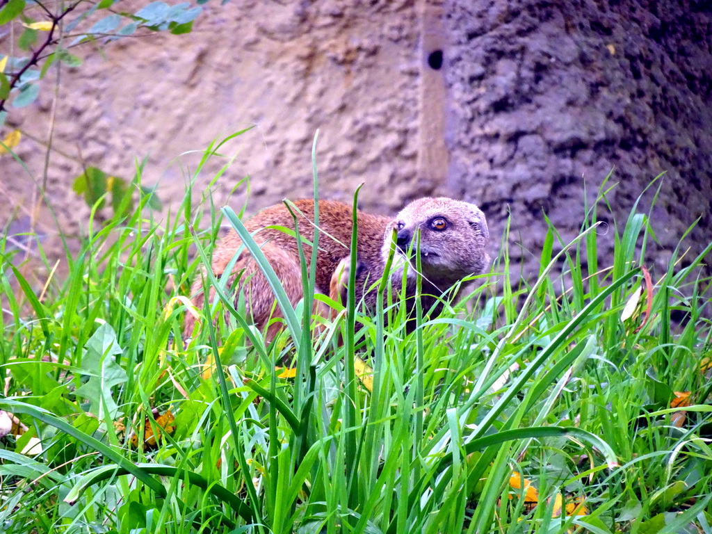 Yellow Mongoose at the Africa area at the Diergaarde Blijdorp zoo