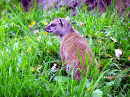 Yellow Mongoose at the Africa area at the Diergaarde Blijdorp zoo