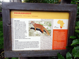 Explanation on the Yellow Mongoose at the Africa area at the Diergaarde Blijdorp zoo