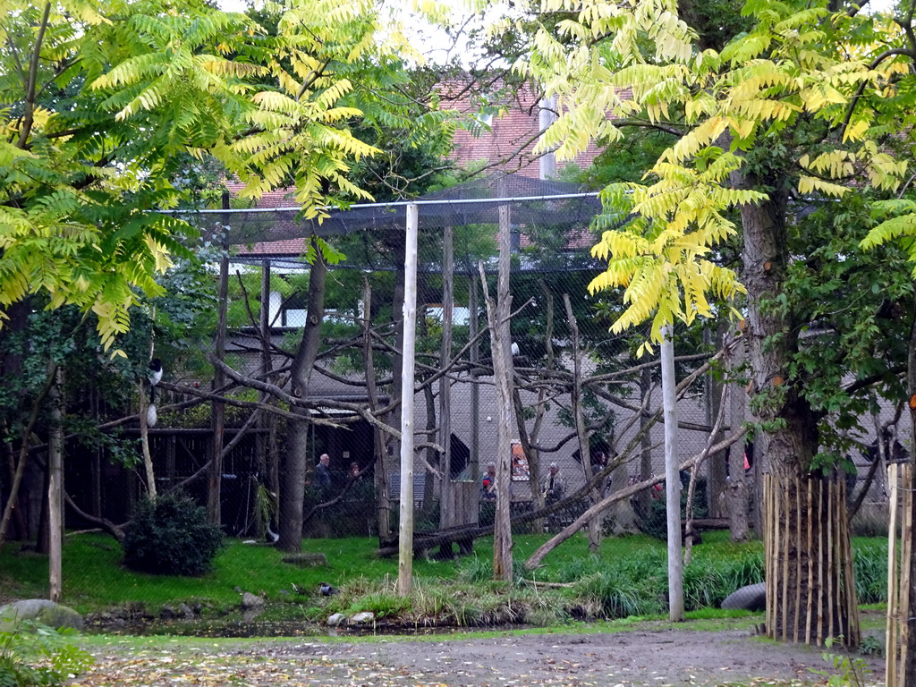 Enclosure with Black-and-white Colobuses at the Africa area at the Diergaarde Blijdorp zoo