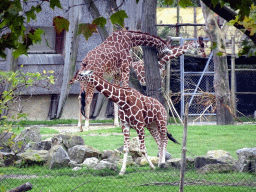 Giraffes at the Africa area at the Diergaarde Blijdorp zoo