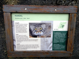Explanation on the Manul at the Asia area at the Diergaarde Blijdorp zoo