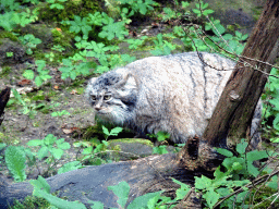 Manul at the Asia area at the Diergaarde Blijdorp zoo