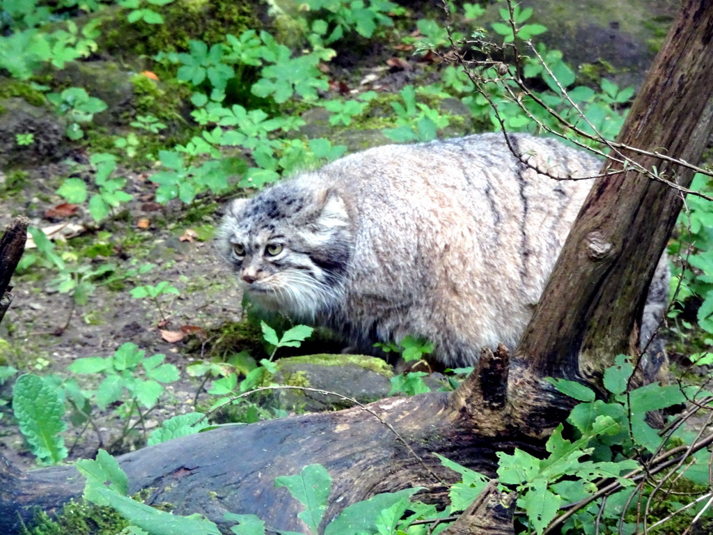 Manul at the Asia area at the Diergaarde Blijdorp zoo