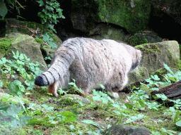 Manul at the Asia area at the Diergaarde Blijdorp zoo