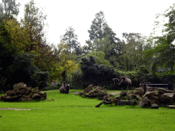 Bactrian Camels at the Asia area at the Diergaarde Blijdorp zoo