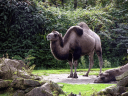 Bactrian Camels at the Asia area at the Diergaarde Blijdorp zoo