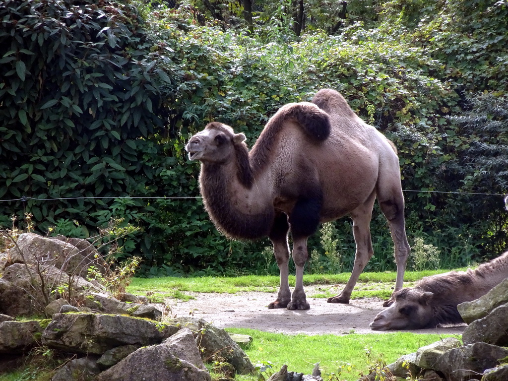 Bactrian Camels at the Asia area at the Diergaarde Blijdorp zoo