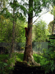 Red Panda at the Asia area at the Diergaarde Blijdorp zoo