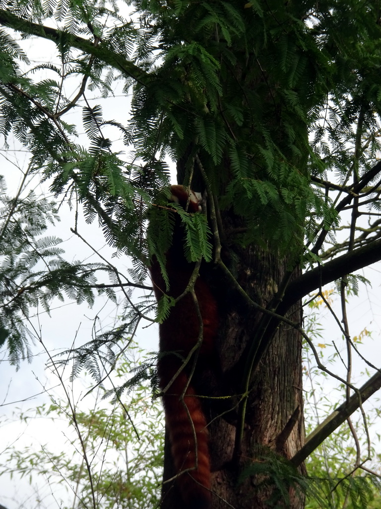 Red Panda at the Asia area at the Diergaarde Blijdorp zoo