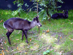 Tufted Deer at the Asia area at the Diergaarde Blijdorp zoo