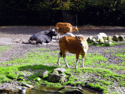 Bantengs at the Asia area at the Diergaarde Blijdorp zoo