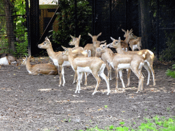 Blackbucks at the Asia area at the Diergaarde Blijdorp zoo