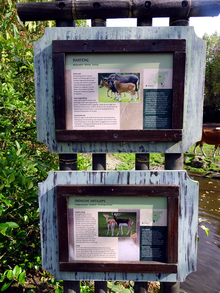 Explanation on the Banteng and Blackbuck at the Asia area at the Diergaarde Blijdorp zoo