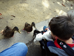 Max with Ducks at the Asia area at the Diergaarde Blijdorp zoo