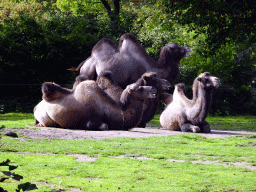 Bactrian Camels at the Asia area at the Diergaarde Blijdorp zoo