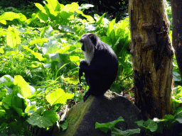 Lion-tailed Macaque at the Asia area at the Diergaarde Blijdorp zoo