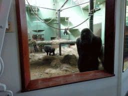 `Bokito` and other Western Lowland Gorillas at the Dikhuiden section of the Rivièrahal building at the Africa area at the Diergaarde Blijdorp zoo
