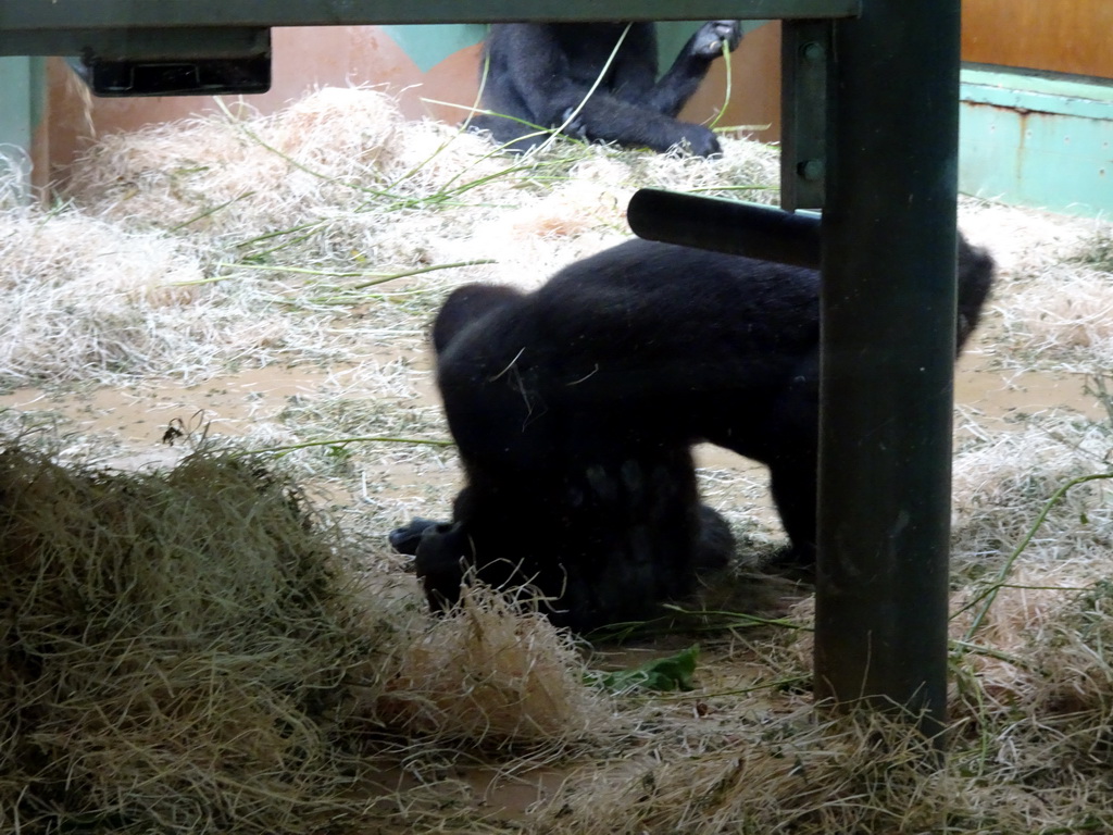 Western Lowland Gorillas at the Dikhuiden section of the Rivièrahal building at the Africa area at the Diergaarde Blijdorp zoo