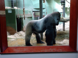 Western Lowland Gorilla `Bokito` at the Dikhuiden section of the Rivièrahal building at the Africa area at the Diergaarde Blijdorp zoo