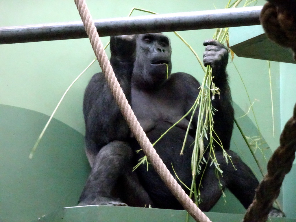 Western Lowland Gorilla at the Dikhuiden section of the Rivièrahal building at the Africa area at the Diergaarde Blijdorp zoo