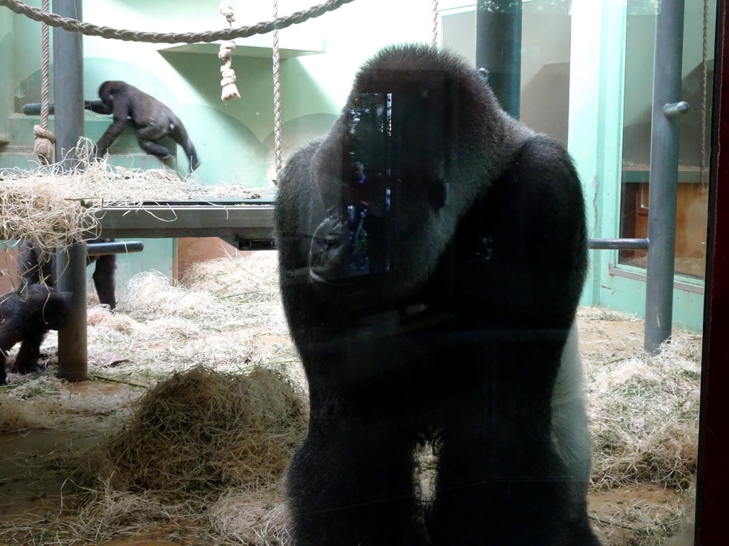 `Bokito` and other Western Lowland Gorillas at the Dikhuiden section of the Rivièrahal building at the Africa area at the Diergaarde Blijdorp zoo