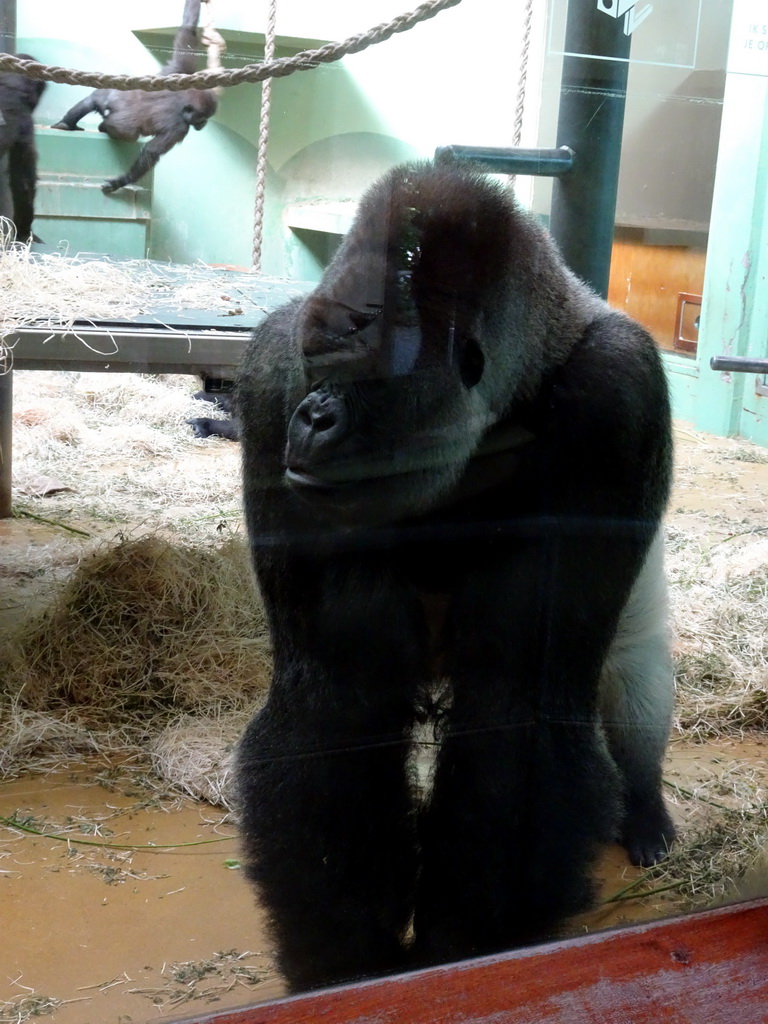 `Bokito` and other Western Lowland Gorillas at the Dikhuiden section of the Rivièrahal building at the Africa area at the Diergaarde Blijdorp zoo