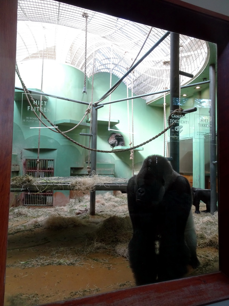 `Bokito` and other Western Lowland Gorillas at the Dikhuiden section of the Rivièrahal building at the Africa area at the Diergaarde Blijdorp zoo