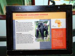 Explanation on the Western Lowland Gorilla at the Dikhuiden section of the Rivièrahal building at the Africa area at the Diergaarde Blijdorp zoo