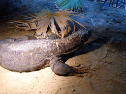 Komodo Dragon in the Rivièrahal building at the Asia area at the Diergaarde Blijdorp zoo