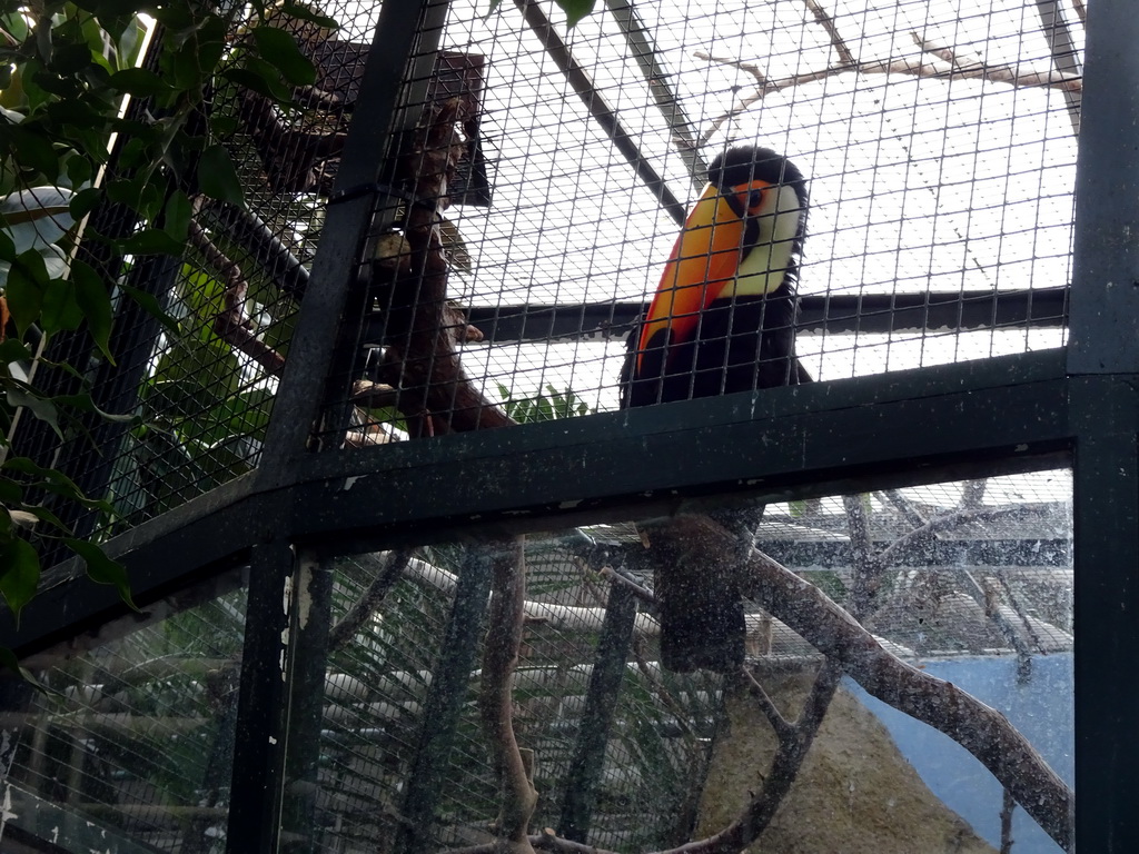 Toco Toucan in the Rivièrahal building at the Asia area at the Diergaarde Blijdorp zoo