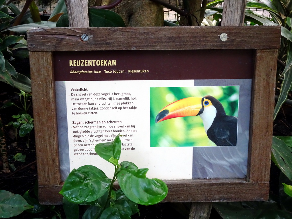 Explanation on the Toco Toucan in the Rivièrahal building at the Asia area at the Diergaarde Blijdorp zoo
