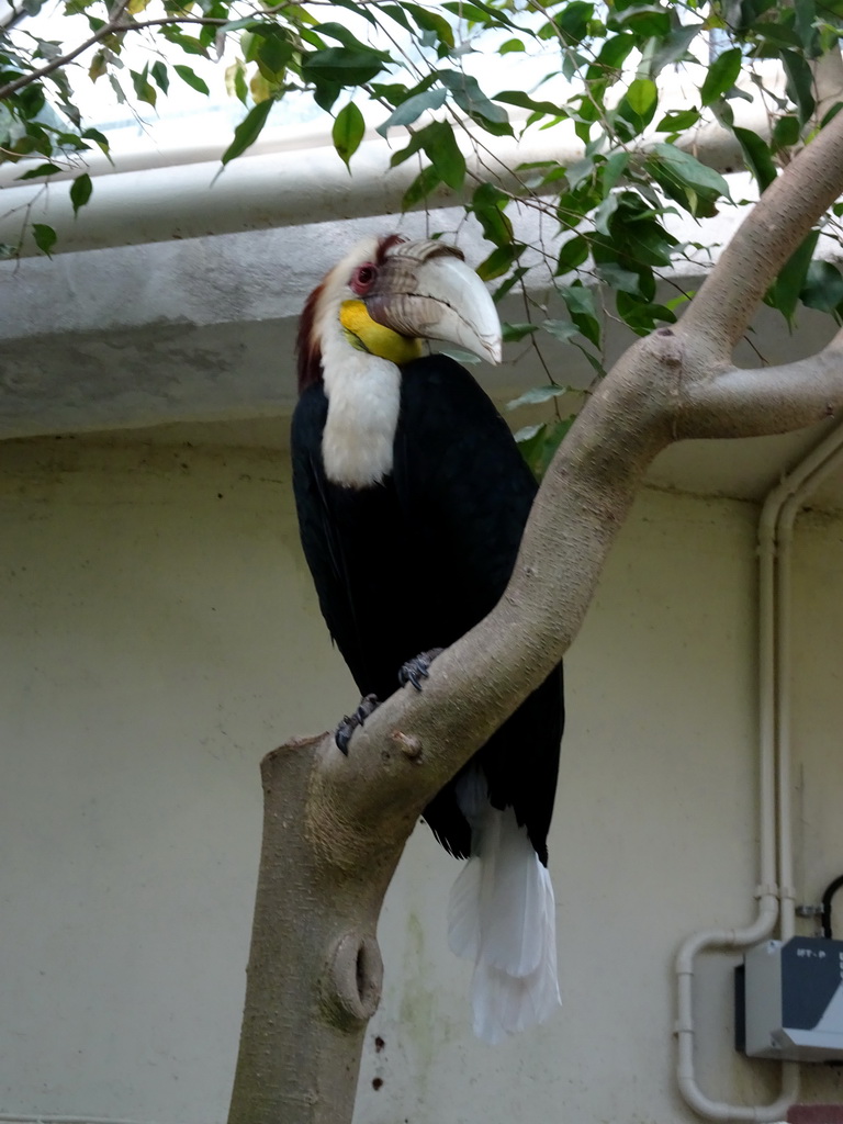 Wreathed Hornbill in the Rivièrahal building at the Asia area at the Diergaarde Blijdorp zoo