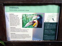 Explanation on the Wreathed Hornbill in the Rivièrahal building at the Asia area at the Diergaarde Blijdorp zoo