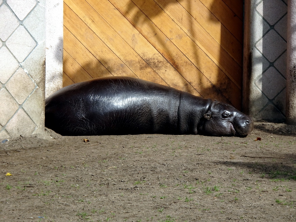 Pygmy Hippopotamus at the Africa area at the Diergaarde Blijdorp zoo