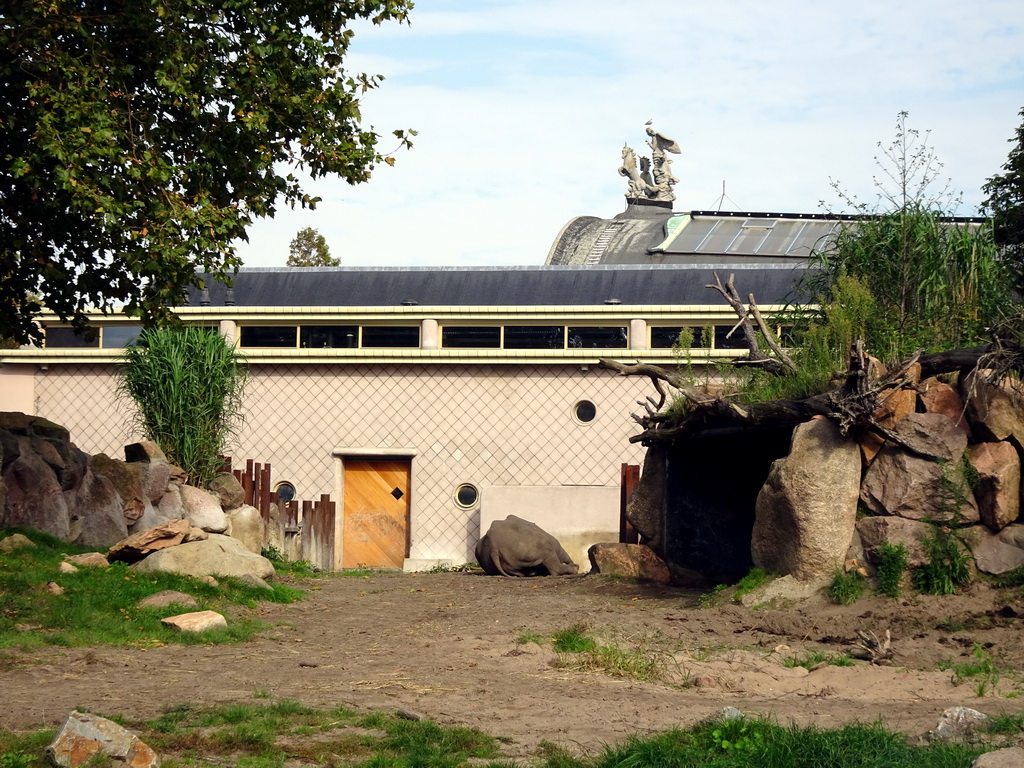 Black Rhinoceros at the Africa area at the Diergaarde Blijdorp zoo