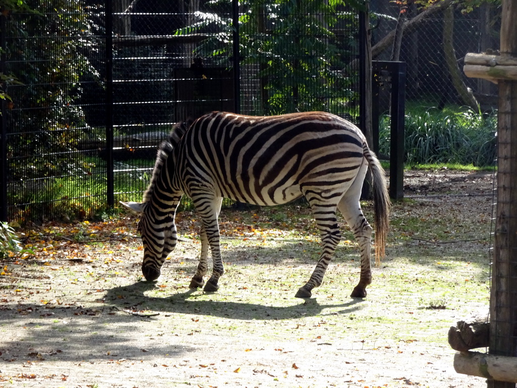 Chapman`s Zebra at the Africa area at the Diergaarde Blijdorp zoo
