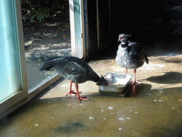 Crested Screamers at the South America area at the Diergaarde Blijdorp zoo