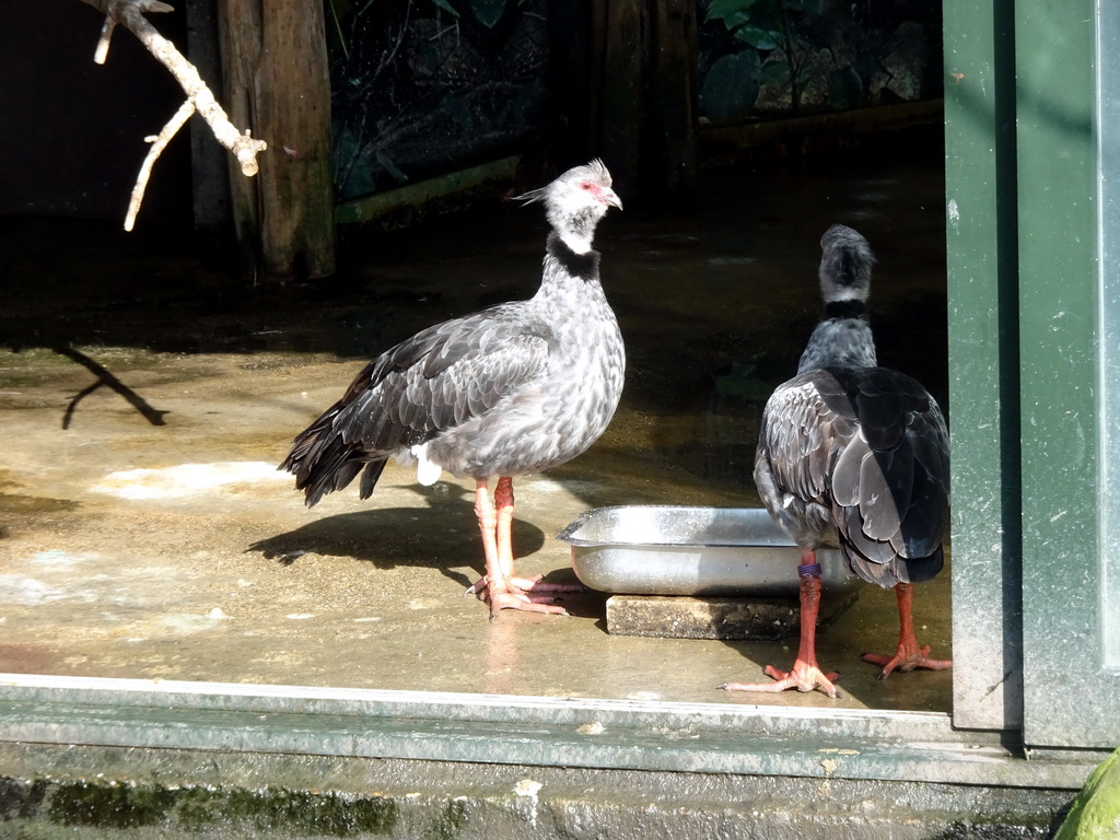 Crested Screamers at the South America area at the Diergaarde Blijdorp zoo