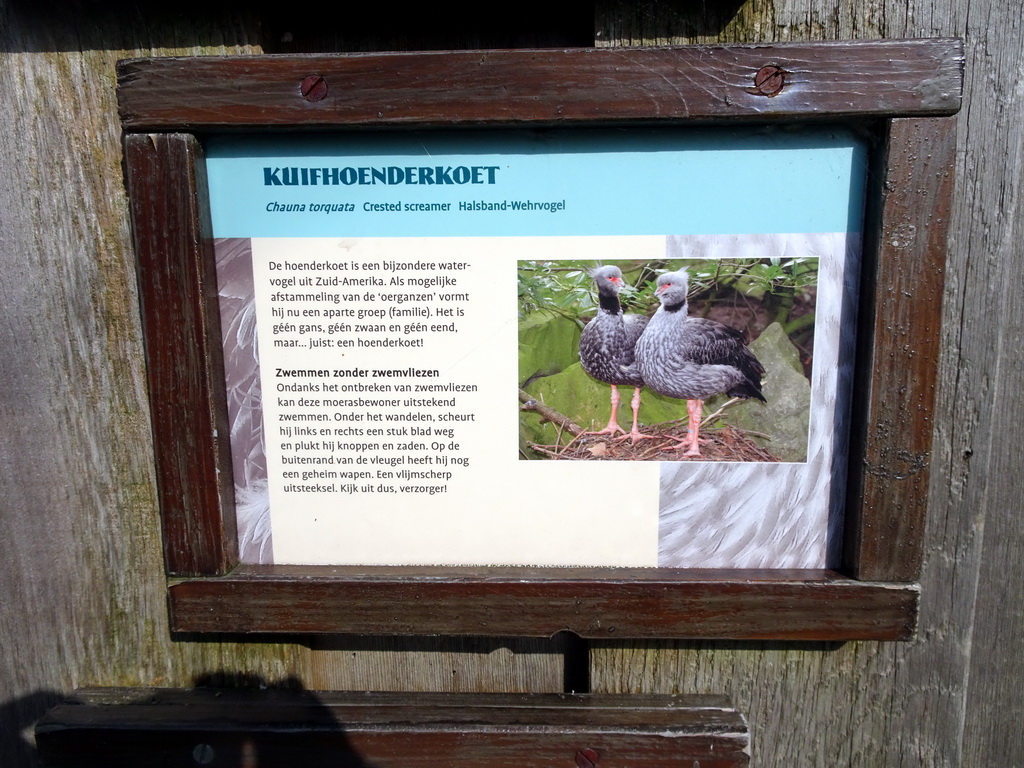 Explanation on the Crested Screamers at the South America area at the Diergaarde Blijdorp zoo