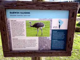 Explanation on the Darwin Rhea at the South America area at the Diergaarde Blijdorp zoo