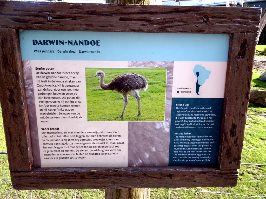 Explanation on the Darwin Rhea at the South America area at the Diergaarde Blijdorp zoo