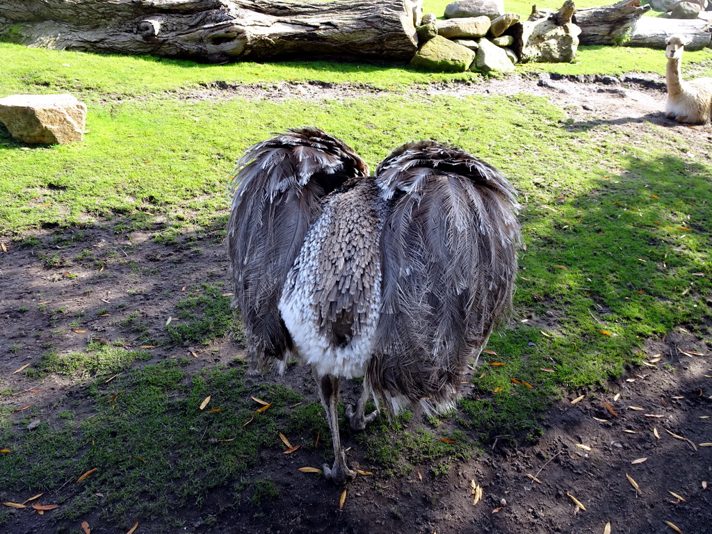 Darwin Rhea and Vicugna at the South America area at the Diergaarde Blijdorp zoo