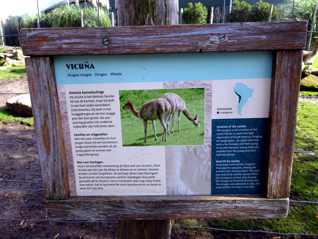 Explanation on the Vicugna at the South America area at the Diergaarde Blijdorp zoo