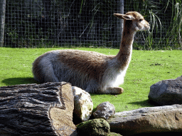 Vicugna at the South America area at the Diergaarde Blijdorp zoo