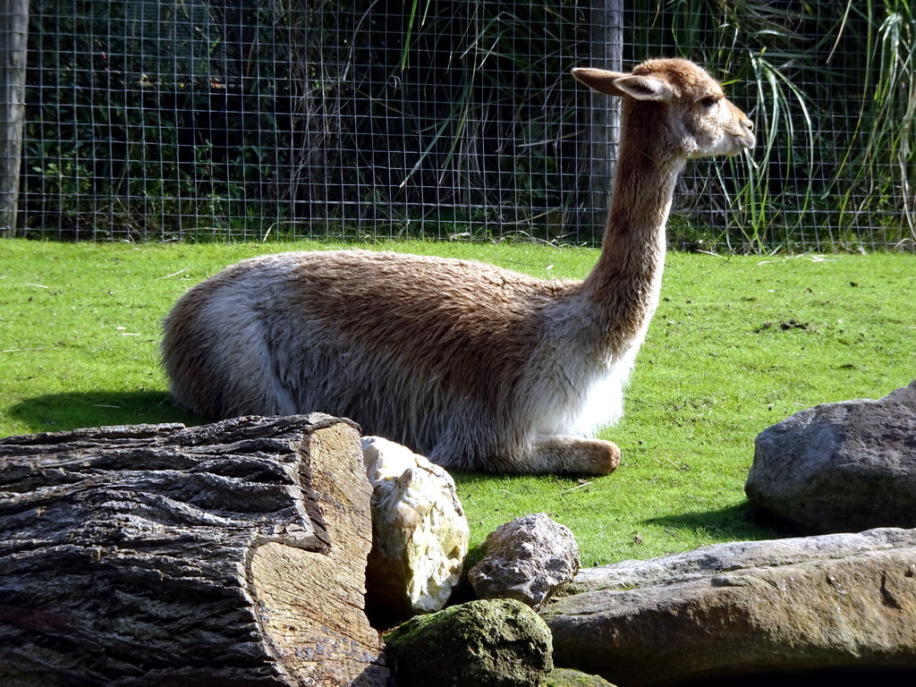 Vicugna at the South America area at the Diergaarde Blijdorp zoo