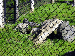 Arctic Fox at the North America area at the Diergaarde Blijdorp zoo