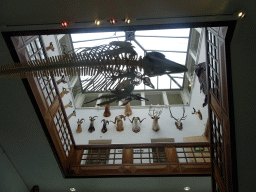 Skeleton of a whale and stuffed animal heads in the Hall of the Natuurhistorisch Museum Rotterdam