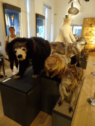 Stuffed animals in the Biodiversity Room at the Ground Floor of the Natuurhistorisch Museum Rotterdam
